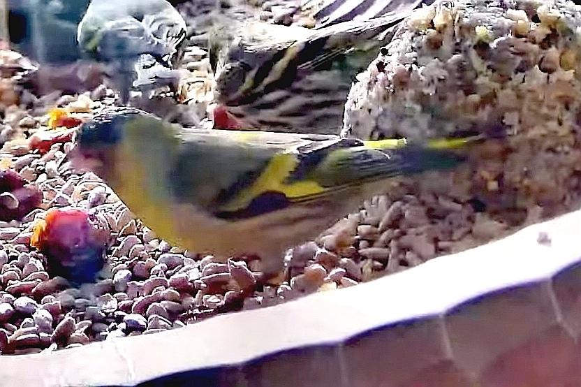 livebirdspoland_eb770cc958b8a74f3def9fdcb5faaf2e.jpg