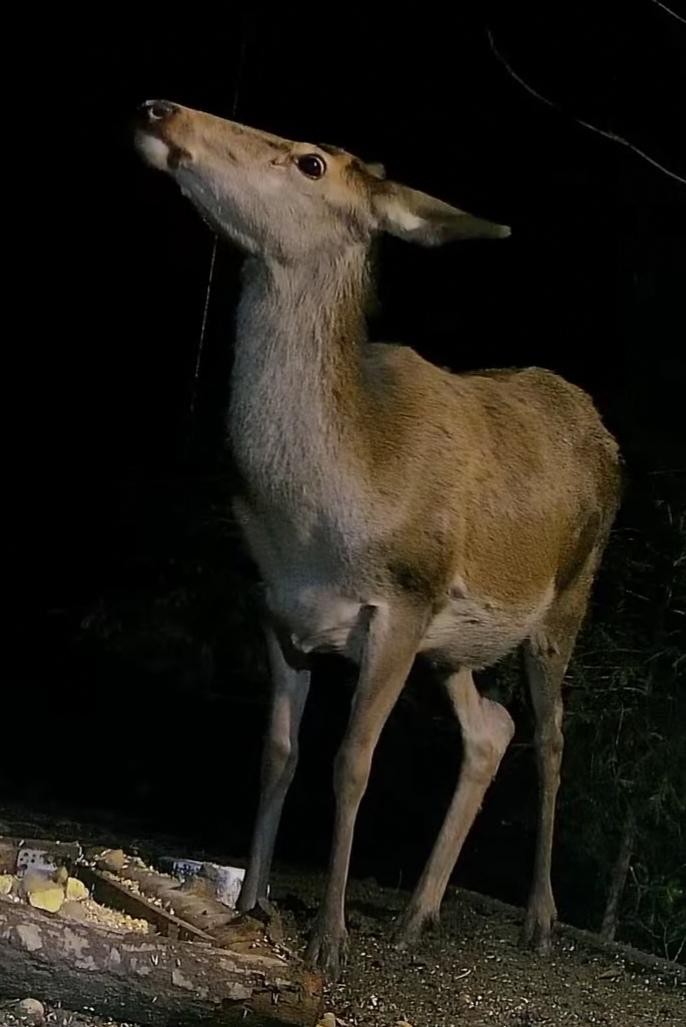 livebirdspoland_b1ba2ac57865b13d7379a64bf0146f25.jpg