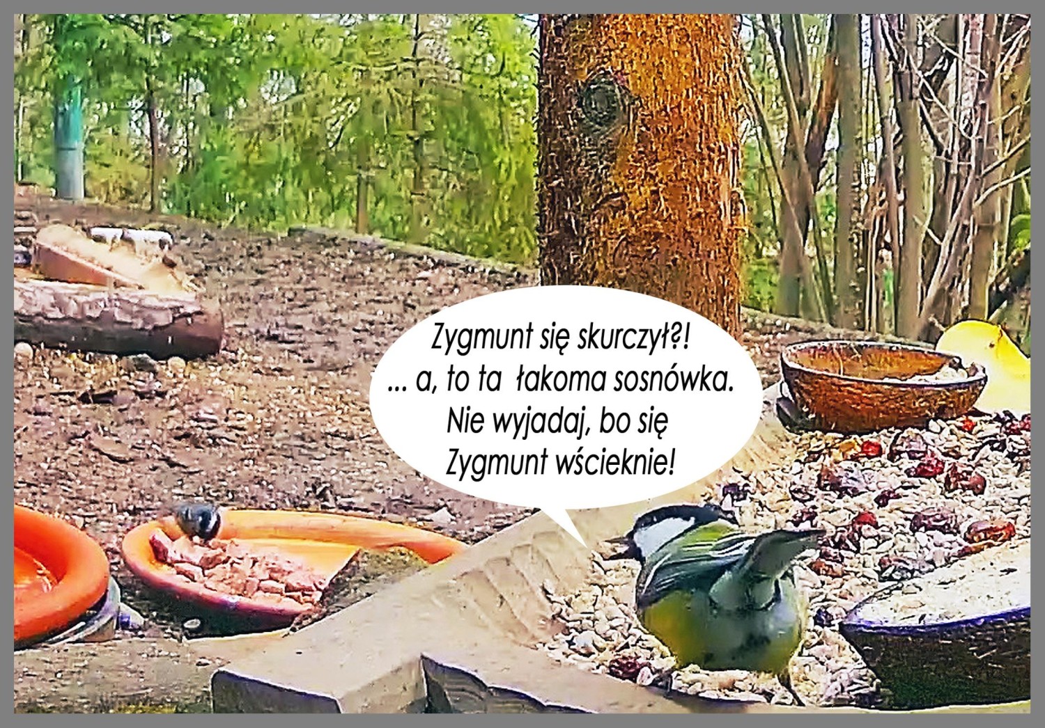 livebirdspoland_e6affa903a373a94a2185ace291a2df6.jpg
