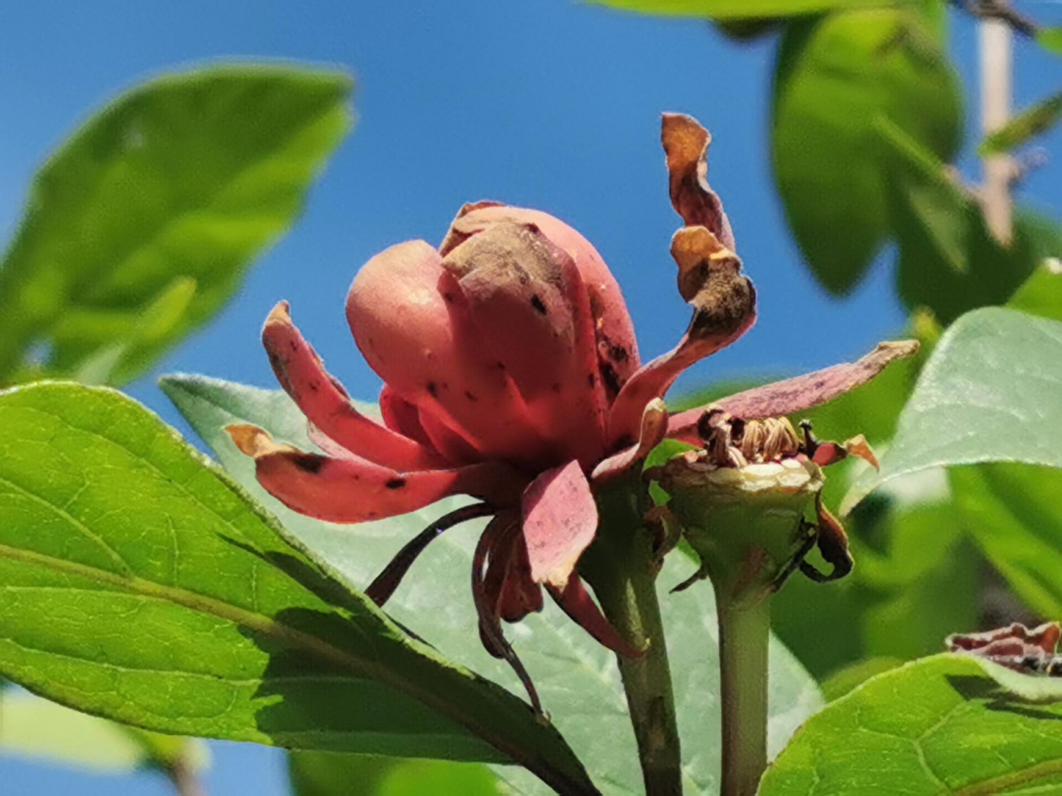 livebirdspoland_b9d9dd830d433632387397c5457d1d66.jpg
