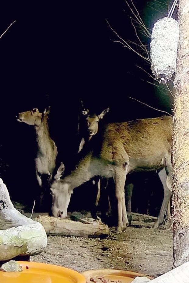 livebirdspoland_61ace3ff6a827c761f51624afc4f2301.jpg