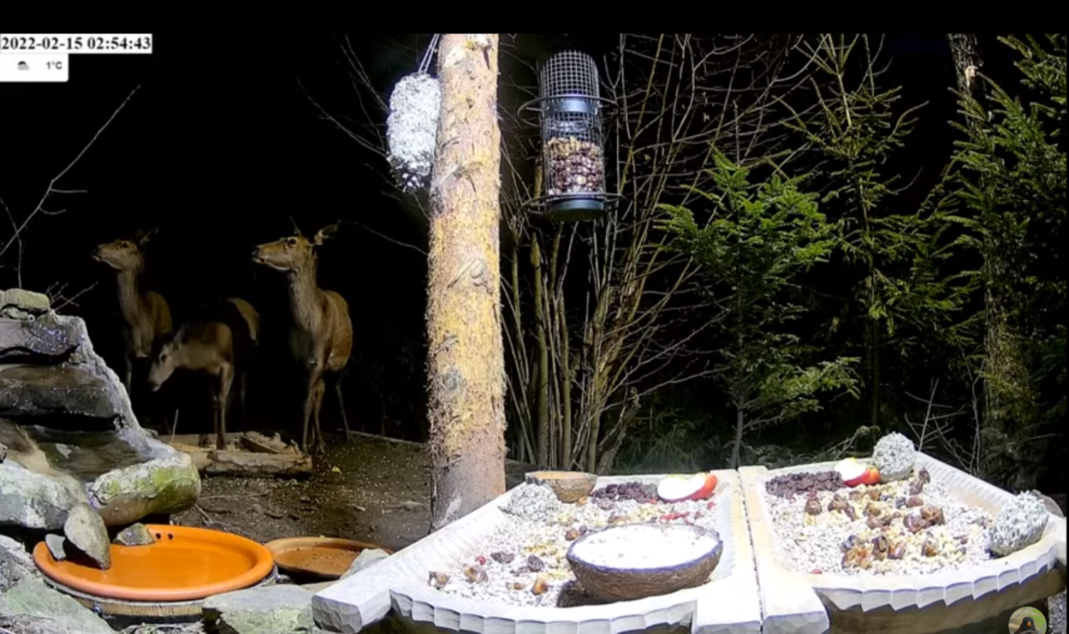 livebirdspoland_3bcc664fa7c51ca791214c1f0a1f6348.png