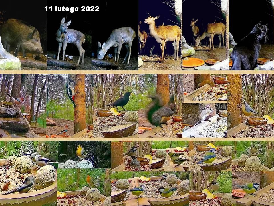 livebirdspoland_f09fcb88103cac1d55805b6e1ff6c607.jpg