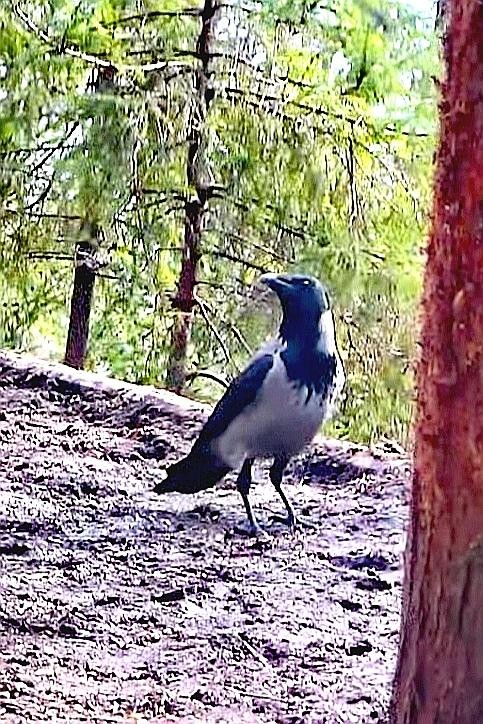 livebirdspoland_3a00f5e455d3cf90183583585a1e80ef.jpg