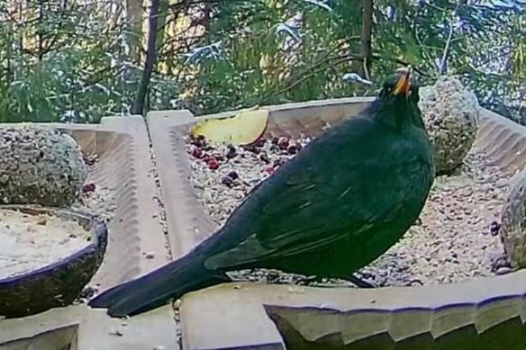 livebirdspoland_8129fa541b40a6b810e77b01dec77cd5.jpg