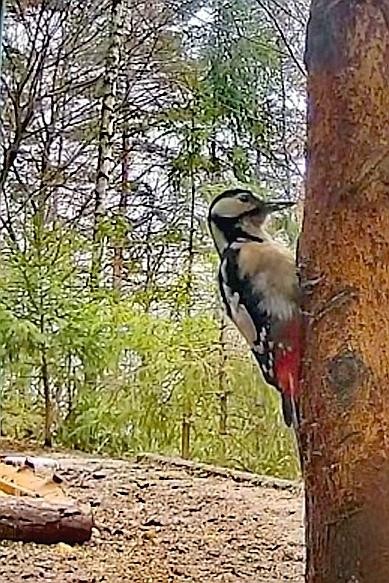 livebirdspoland_94c9044bfe51d14725c76c914229d4bb.jpg