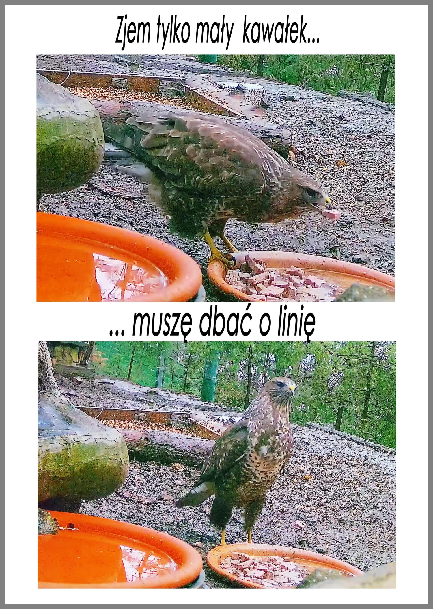livebirdspoland_233d9861c7e4e35614900639cd2bc9e1.jpg