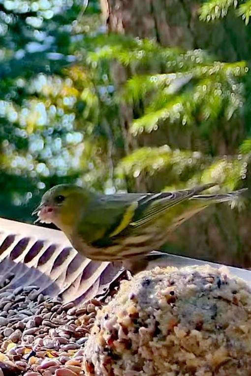livebirdspoland_ce7a11e783ec6d7bc5a277c20c797d91.jpg