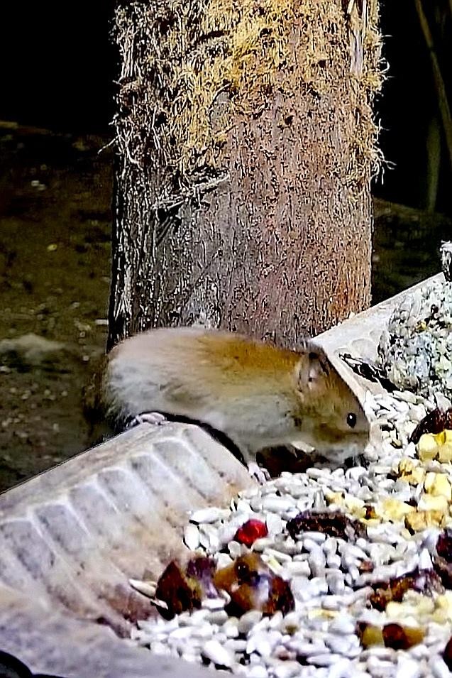 livebirdspoland_0abee9b3b956a31a8e8cc9e5b3190a7b.jpg