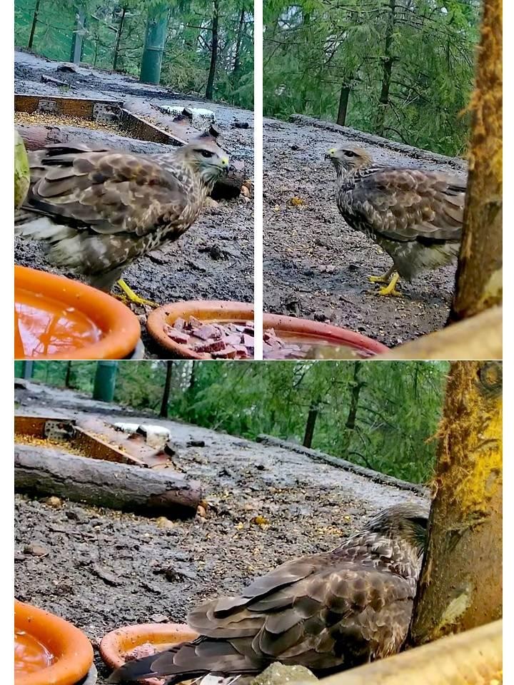 livebirdspoland_97af5c3d65cb56632525187a47d4a78d.jpg