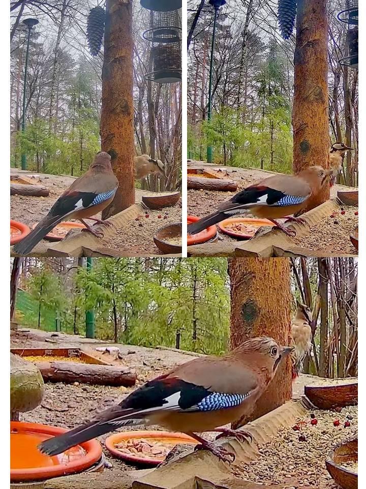 livebirdspoland_d8ae1a7bc031bd2c14672f1937ef40b6.jpg
