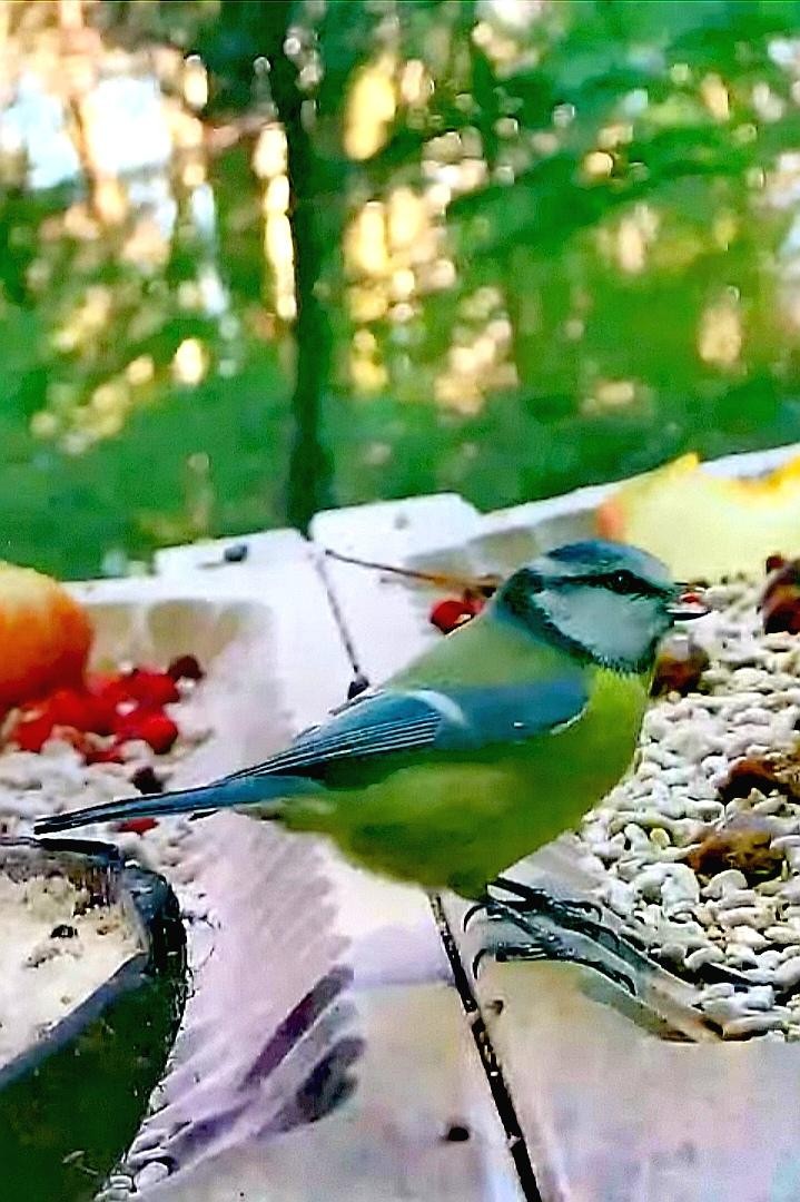 livebirdspoland_81ca6e25b8591c027230553c16c4a5b7.jpg
