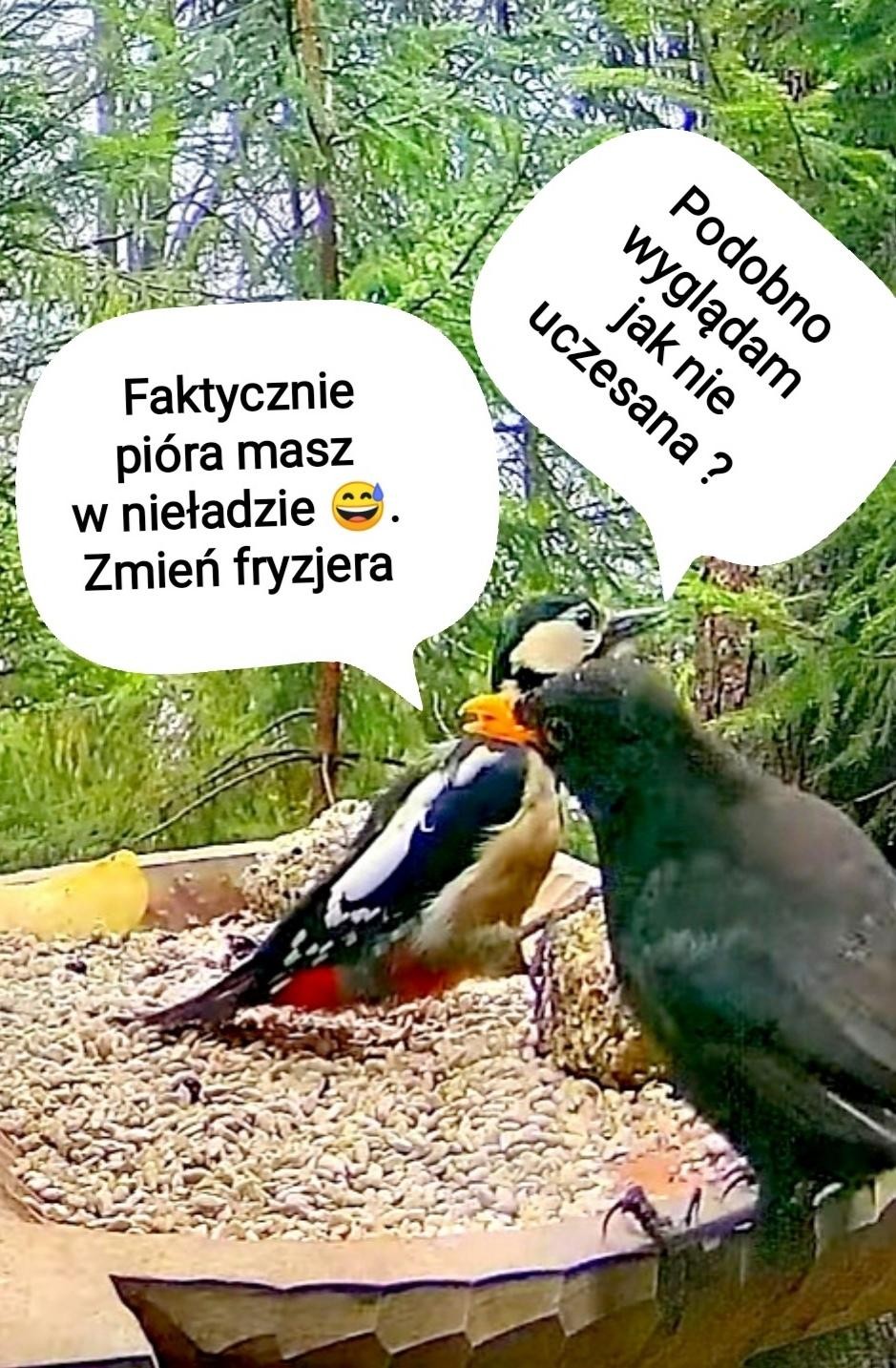 livebirdspoland_1fbe312c34b84ab684cf19d7d2017080.jpg