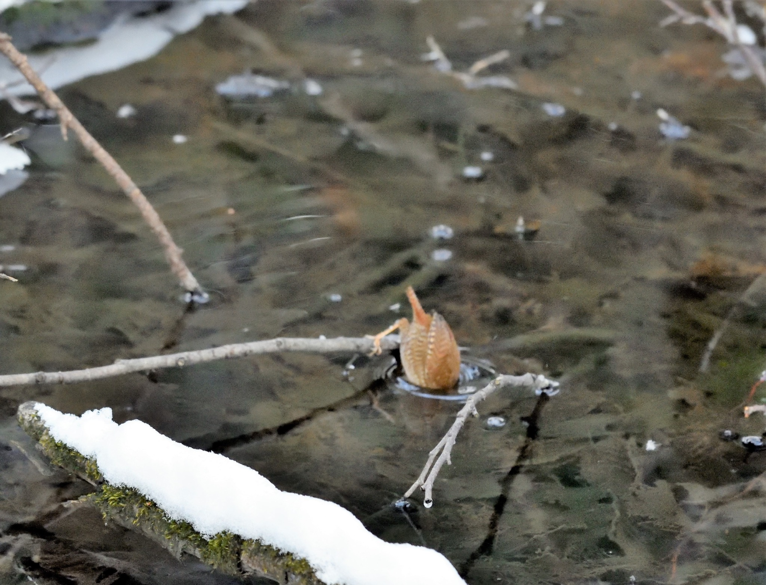 livebirdspoland_c0ec23d92d1ea9066a127355ab5aa9f3.png