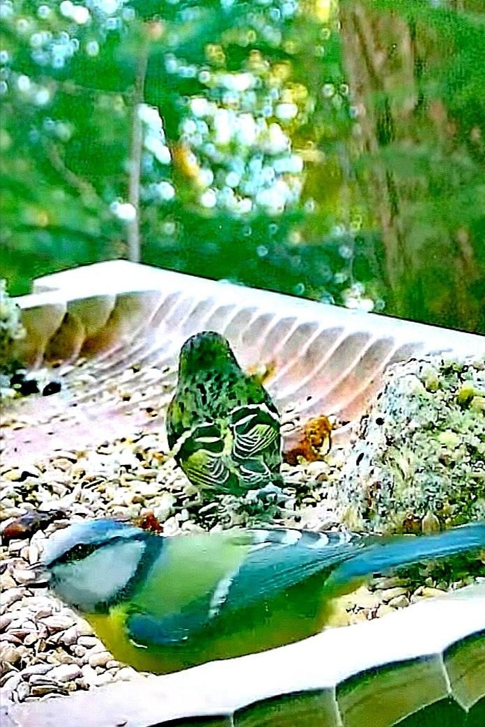 livebirdspoland_a67e5db6a743942cac7eda304c5741b0.jpg