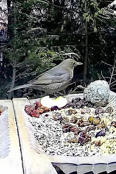livebirdspoland_33865f8df2dd88bfaa1b1578920e093b.jpg
