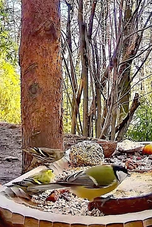 livebirdspoland_112ca59518488b3524d1b593676d713e.jpg