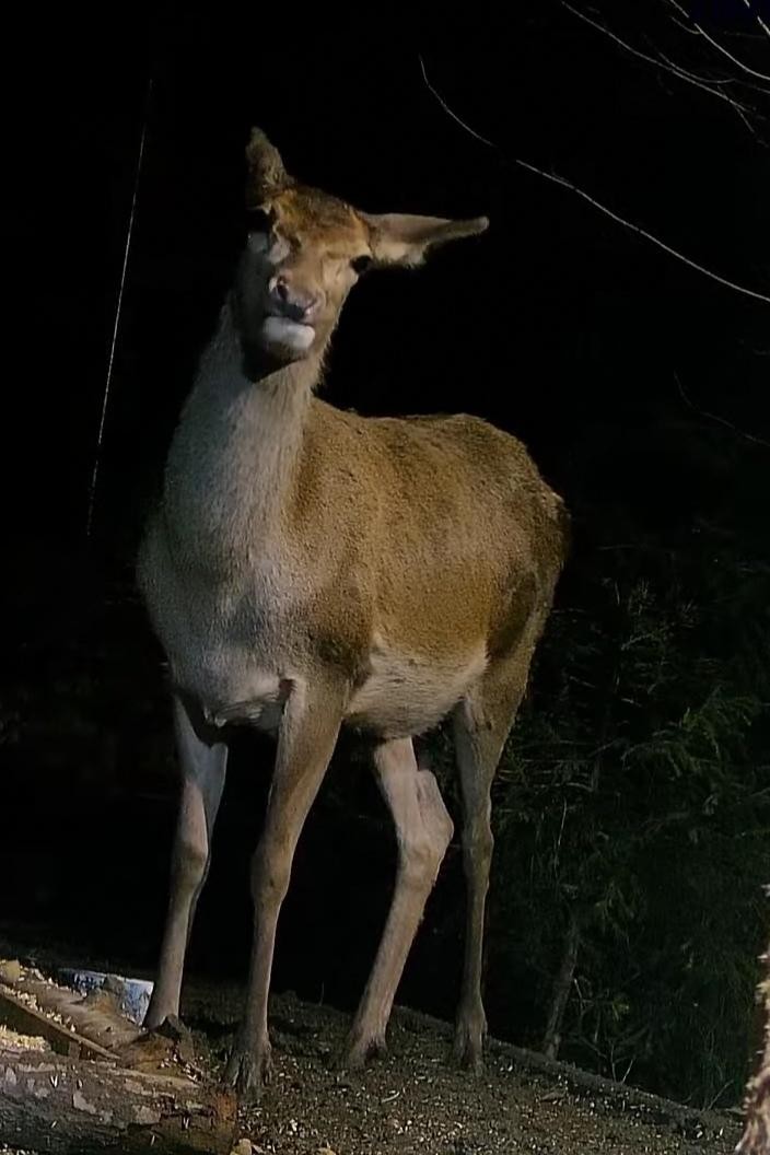 livebirdspoland_9b8df2301059f4ac52977df9370a08b0.jpg