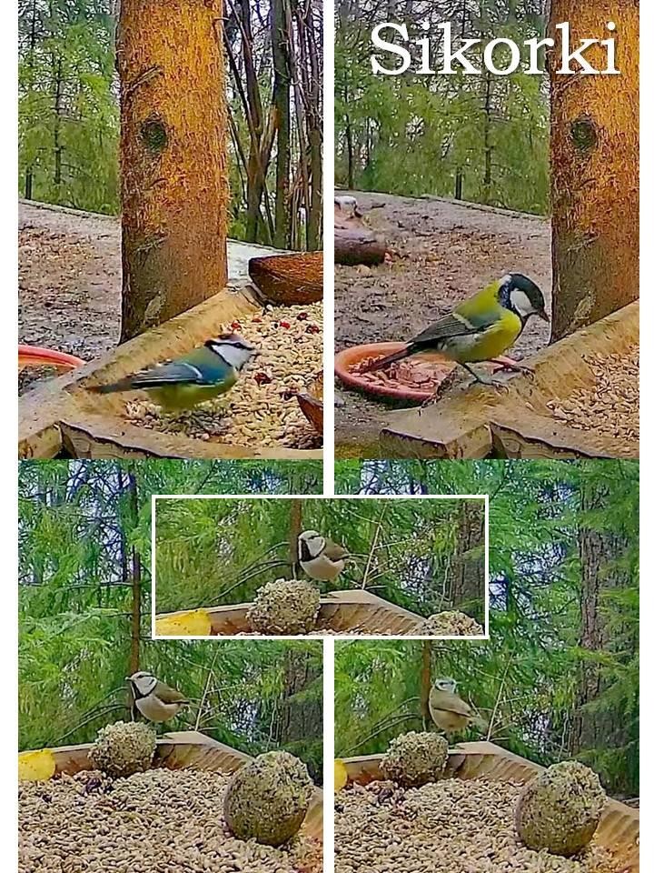 livebirdspoland_122946e0483cacf448aea65d27332913.jpg