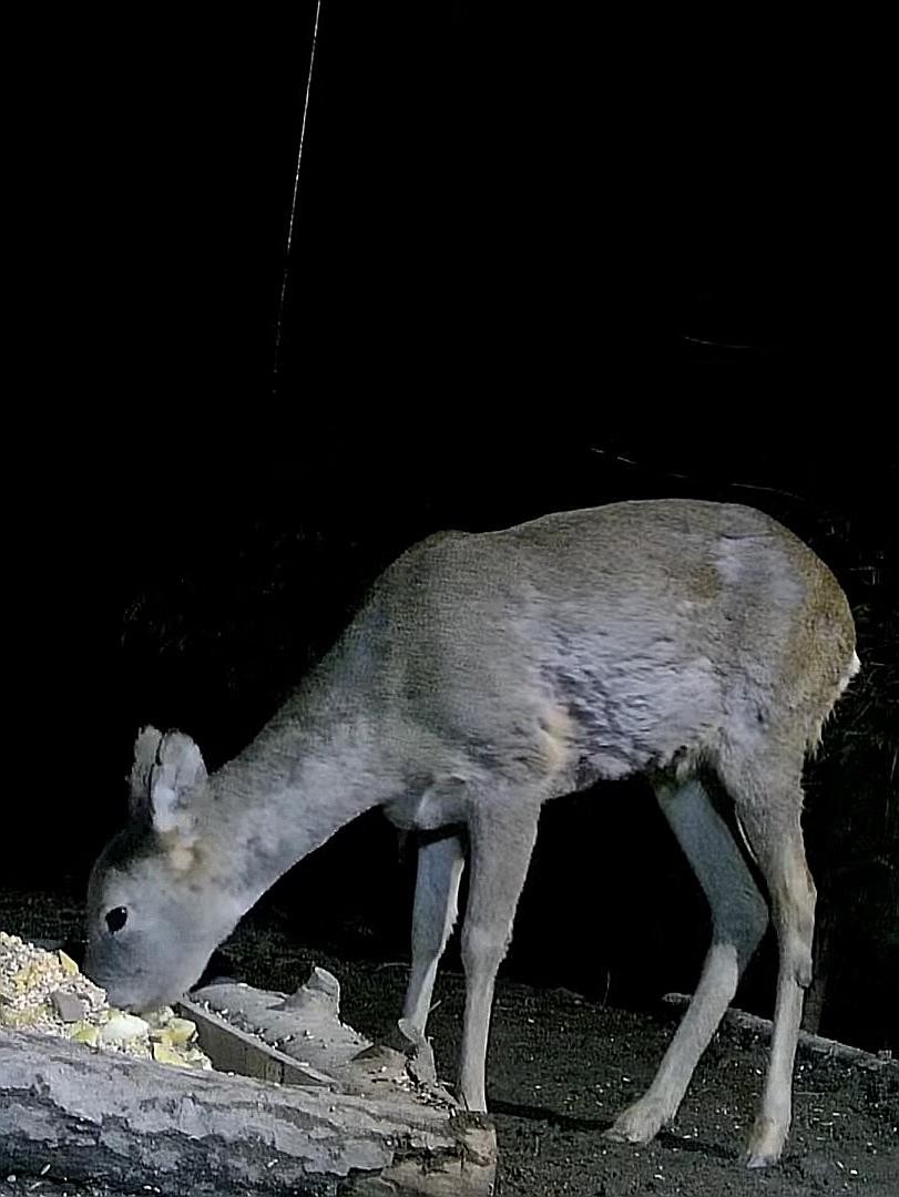 livebirdspoland_a397ab7af707e823a3e03245c6006e47.jpg