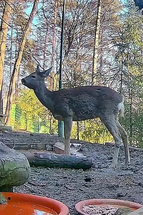 livebirdspoland_9a42cb264fbd24a338ff013ad5d41aed.jpg