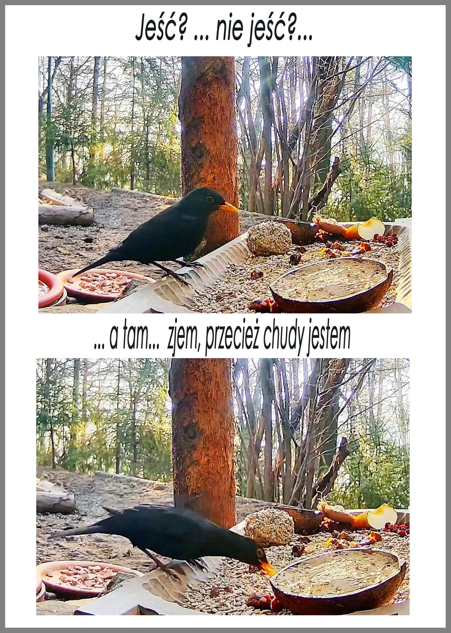 livebirdspoland_2ea39f8418ee4f7a10b273442455d3f6.jpg