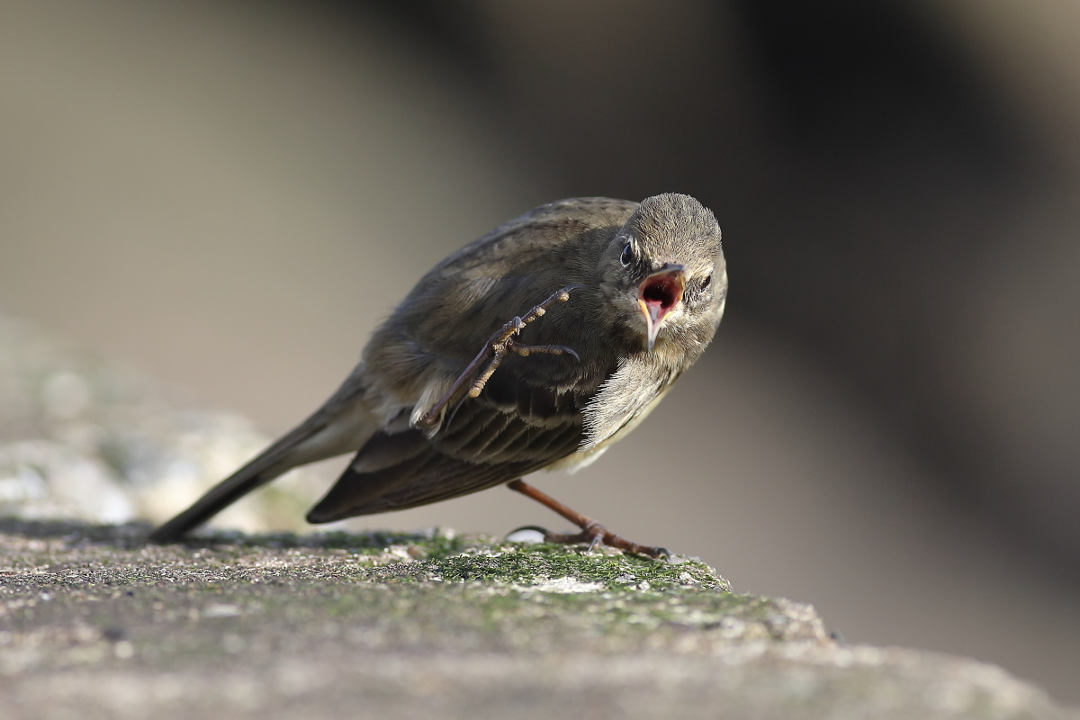livebirdspoland_e3a46c69b12eb943b871f62dc2ca7c8b.png