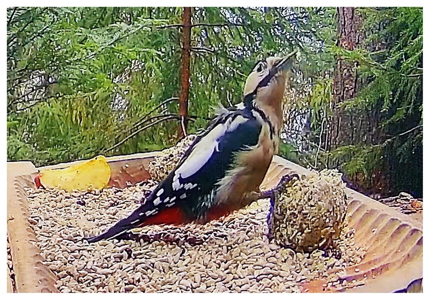 livebirdspoland_87ff827d93663530320fc96200d01803.jpg