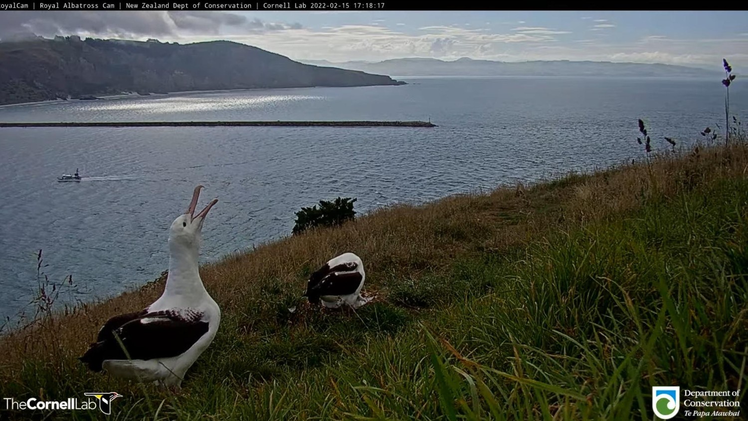 livebirdspoland_8a4dba15e2f348a81cbd66a3ad8873db.jpg
