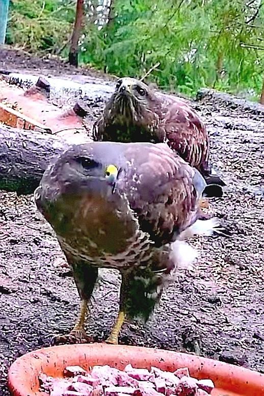 livebirdspoland_08e48fe99929b985152274832c5a882f.jpg