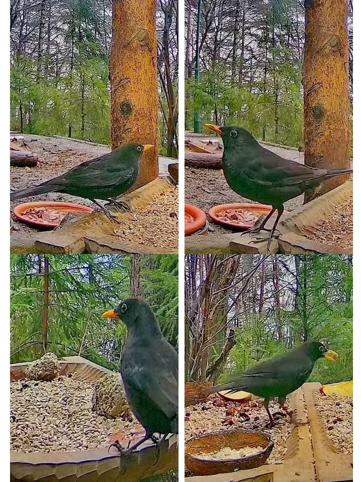 livebirdspoland_a6f415a2602e2673a4c147ed401058f6.jpg