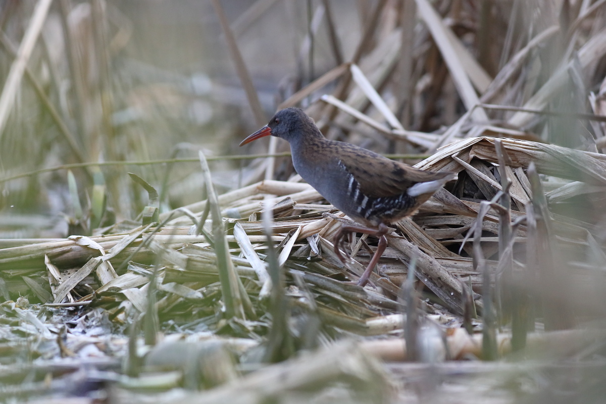livebirdspoland_da6019404685364a4dc479dff94b650e.png
