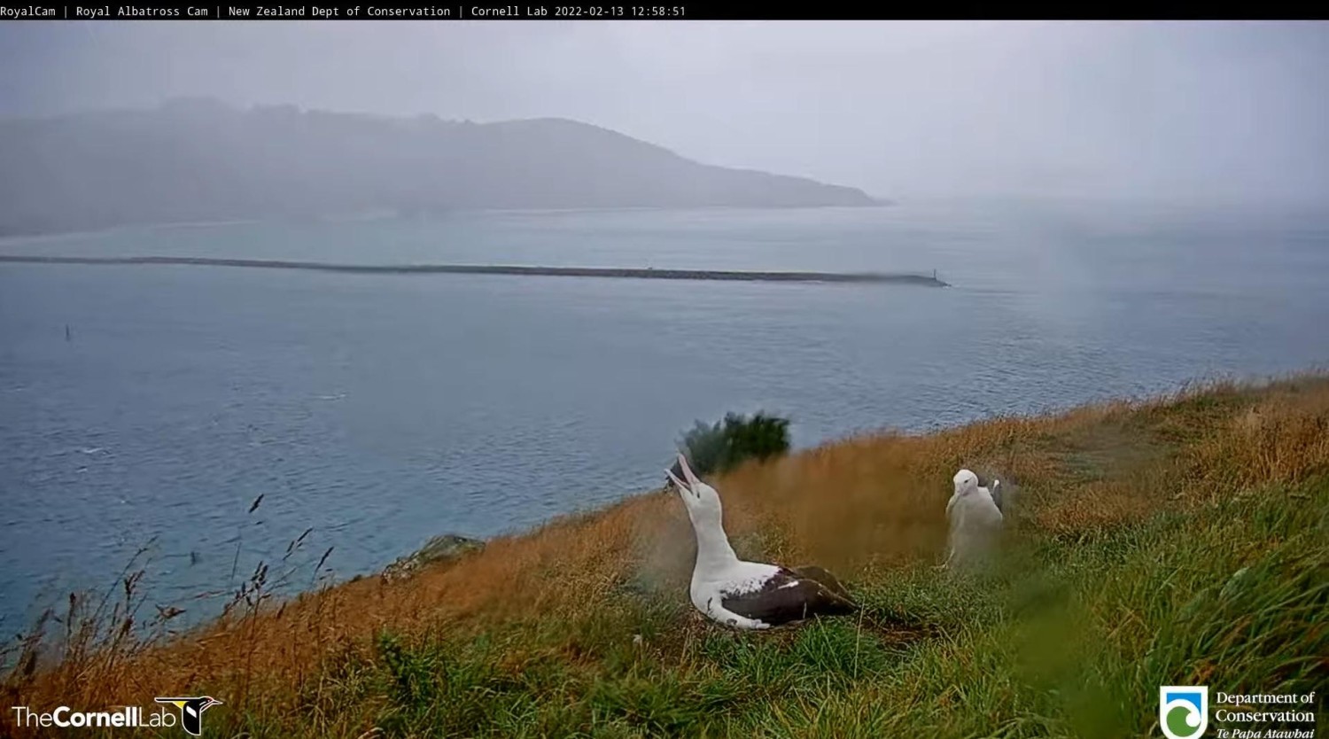 livebirdspoland_46ef3f41482674bca4a21fa8097797ab.jpg