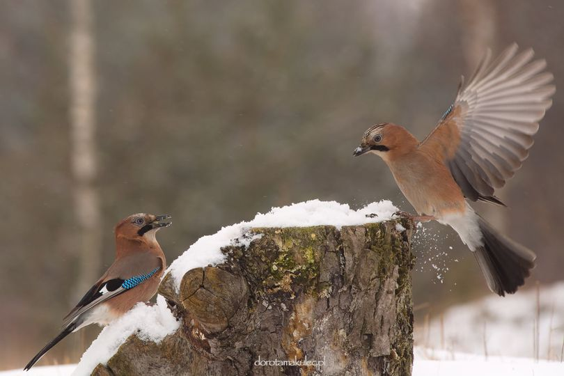 livebirdspoland_0ea738e3ff3bcad37ff87c2ec1b6be02.png