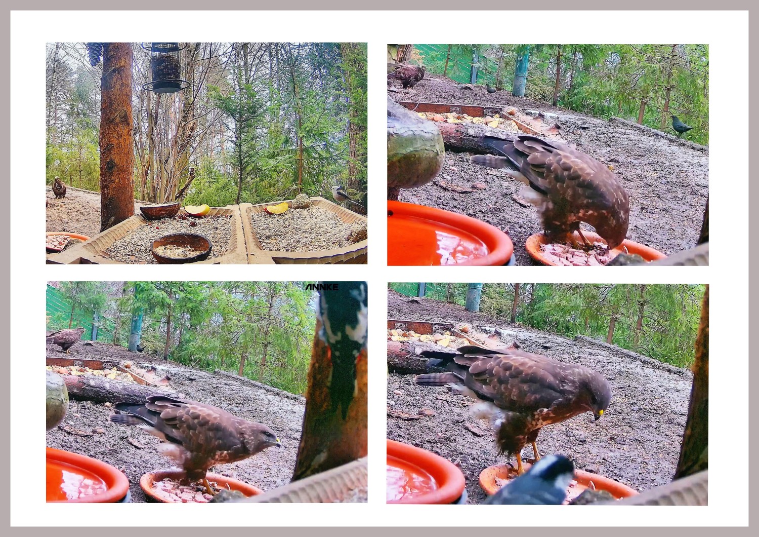 livebirdspoland_05b71b15f541b7461e4c1c3f16e4596f.jpg