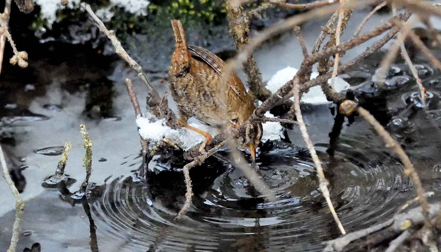 livebirdspoland_6e227489d9c4c2bfeb3480d5048ab5ee.png