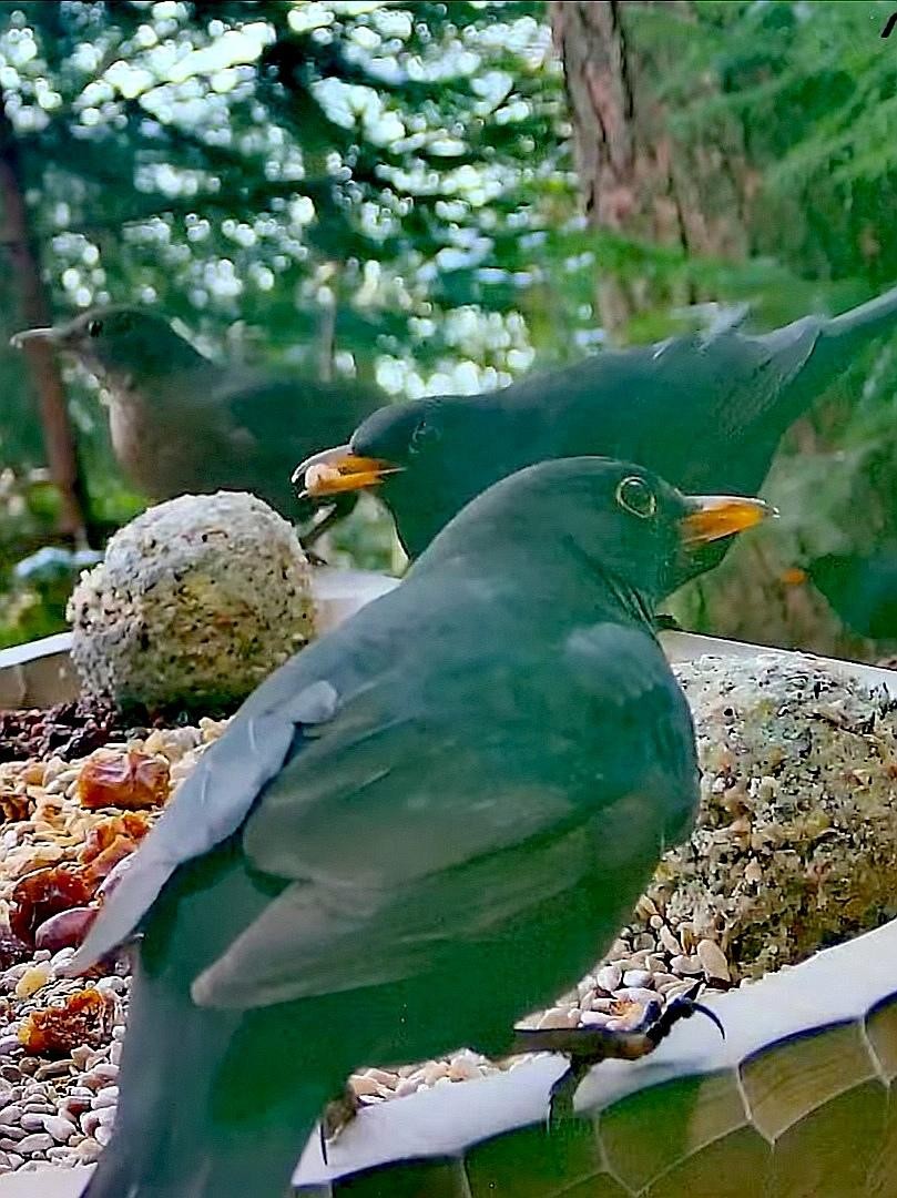 livebirdspoland_70b2b397b05d965190021d9cb226eb4a.jpg