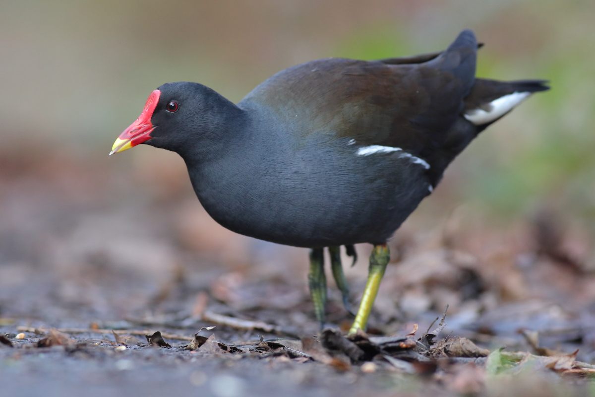 livebirdspoland_2bbf3aacea7faa6efaee5c7dfc9d5c9b.png