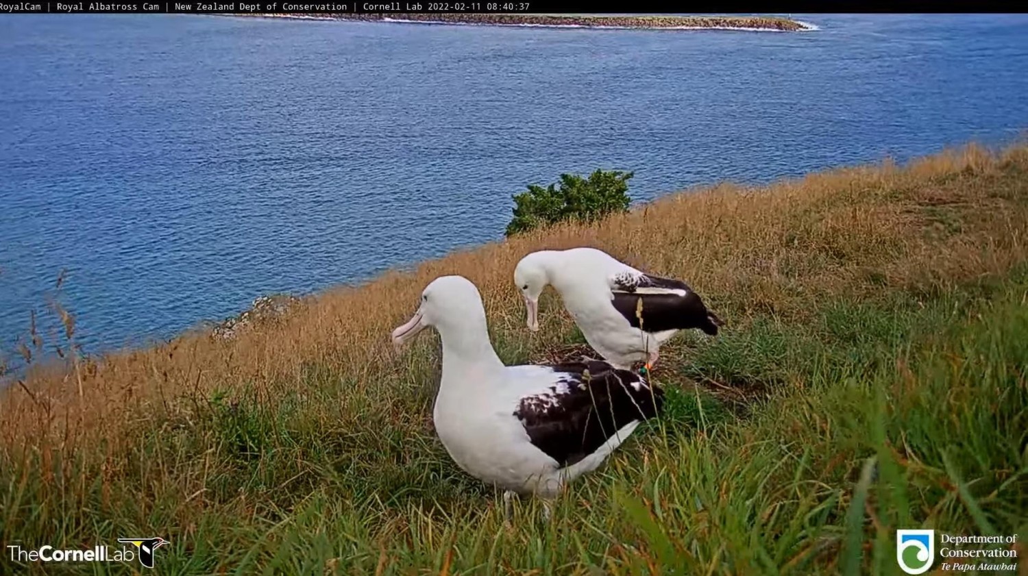 livebirdspoland_8241c436a801be34fe955dcb24aa004b.jpg