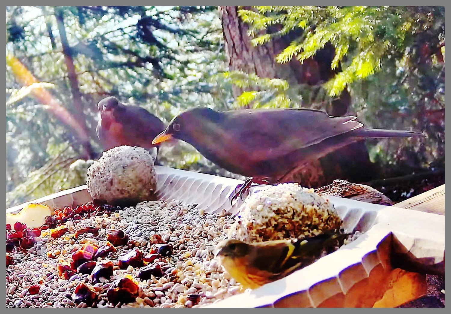 livebirdspoland_1f19a61b8bdf4483521dcfbaf0ba55f7.jpg