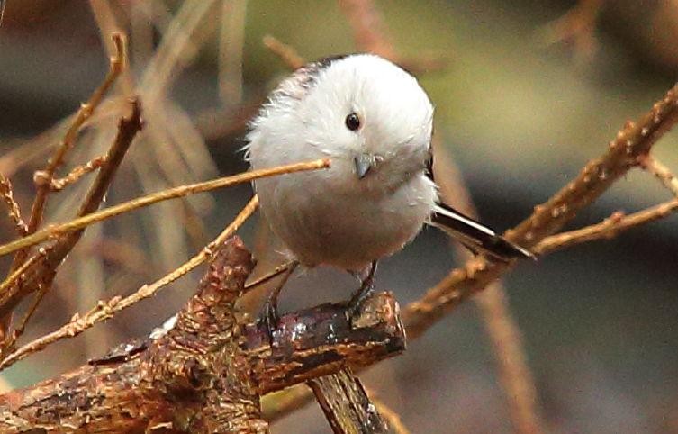 livebirdspoland_fa1579178b79854d8527b4f58f5b6745.jpg