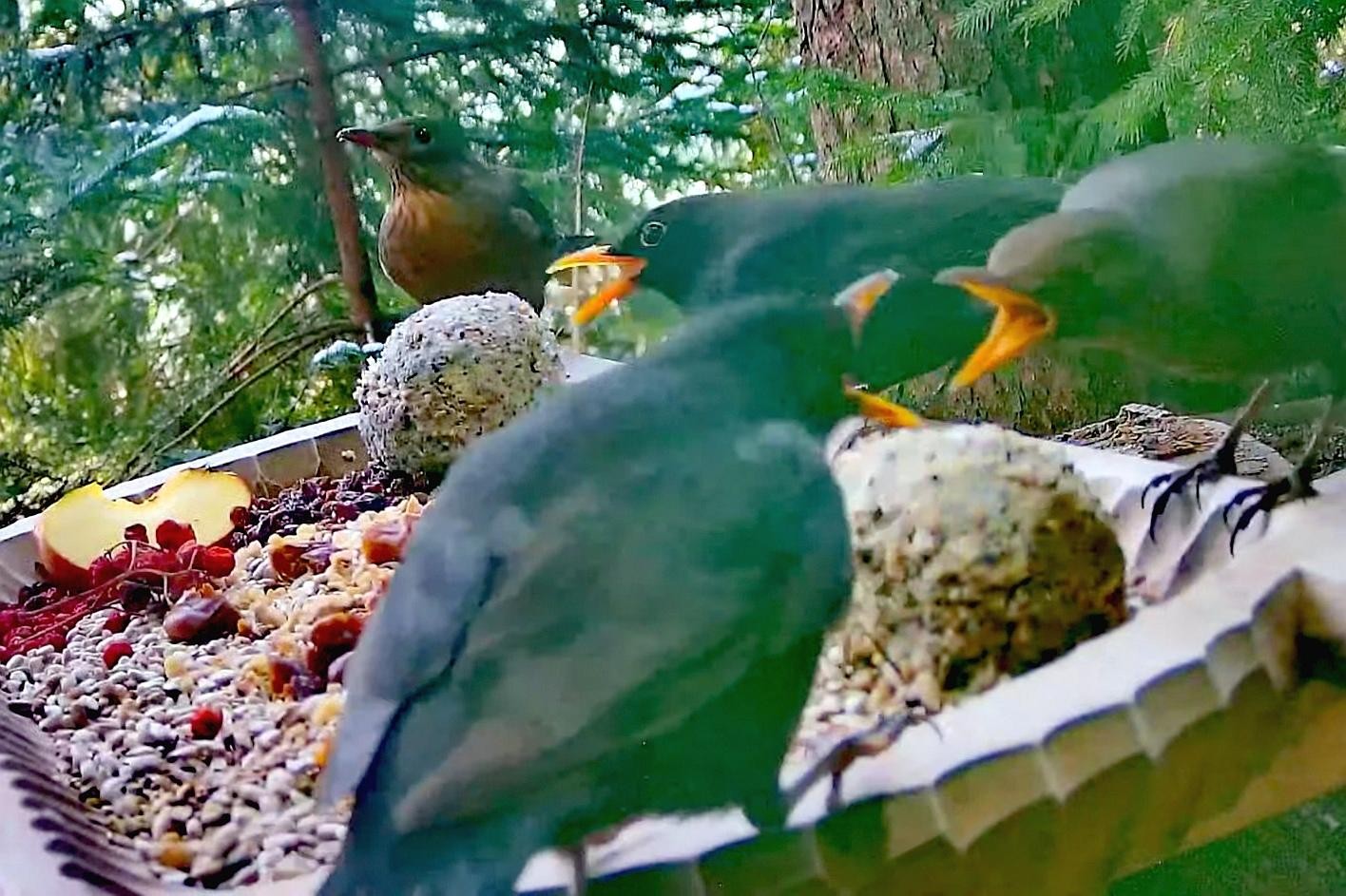 livebirdspoland_b3f17a8b9e87a2274ba9b859f2a150b1.jpg