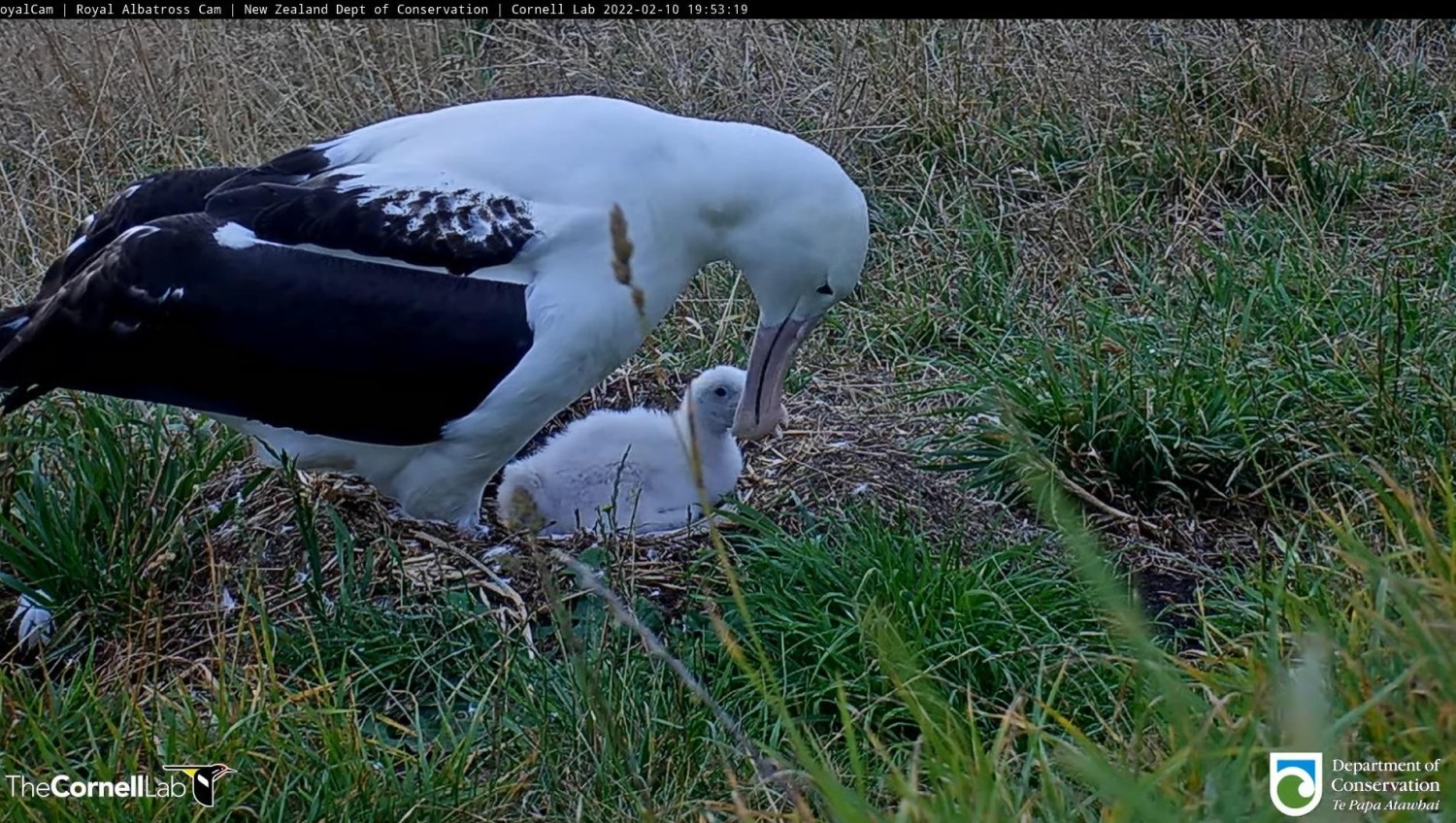 livebirdspoland_b6eefd0787b3e04b3f26f2141629bc9a.jpg