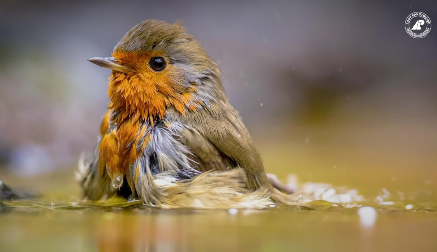 livebirdspoland_67486fdf6a5d54f6f7630ebb371adc82.jpg
