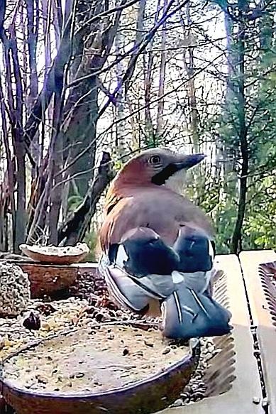 livebirdspoland_25d3b4dad8b3550ad6f6d7932df11d16.jpg