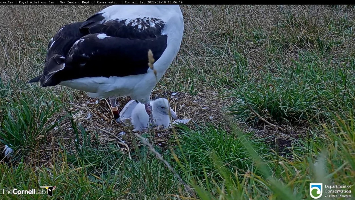 livebirdspoland_aa1f9a0af6edf81d1329b4eb41d87e7d.jpg