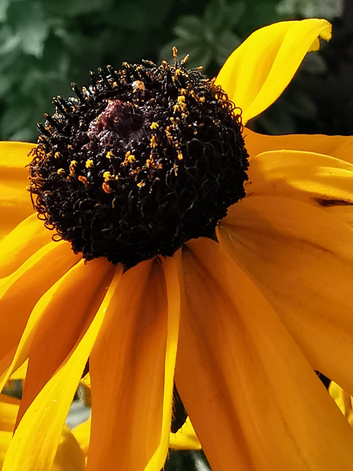 livebirdspoland_05c19a65635202e93112e6ebe196e22d.jpg