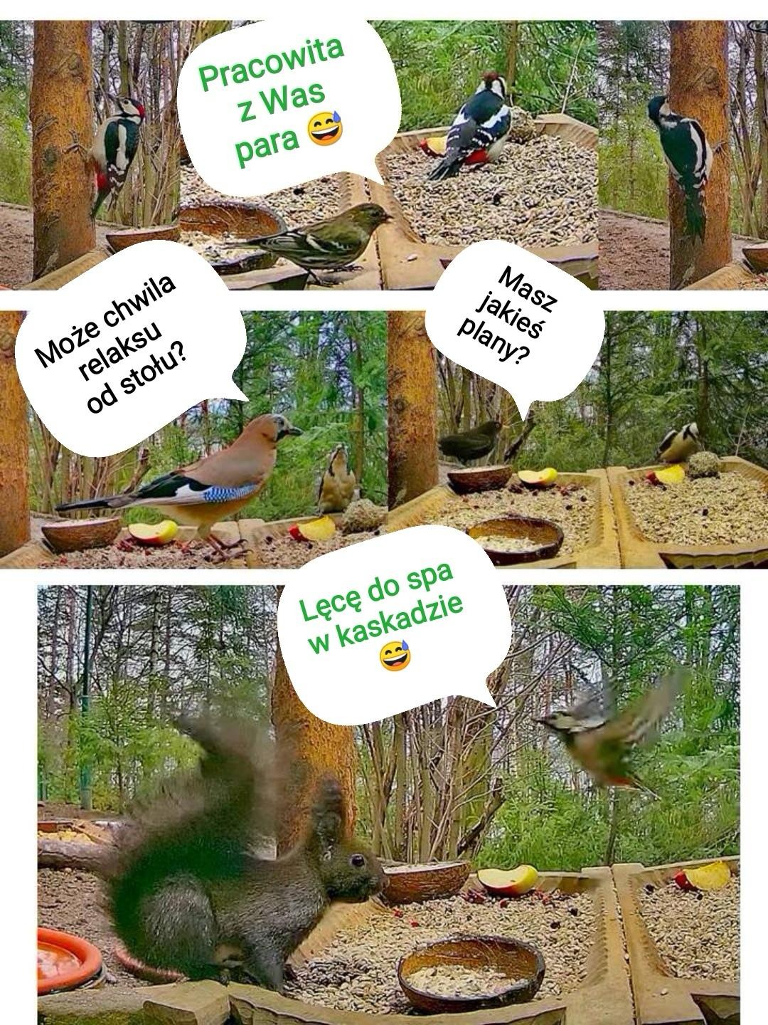 livebirdspoland_ffe1d2ee03e04d0713c4e681ac71fc6d.jpg