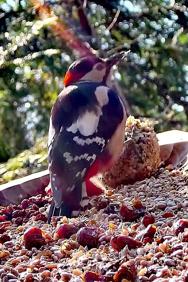 livebirdspoland_2fc3109feef892c11da67d2f9953e982.jpg