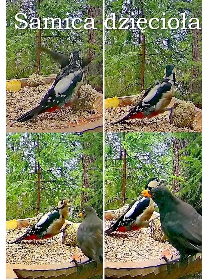livebirdspoland_b796e30f132ed0a1fcc06d747a85e402.jpg